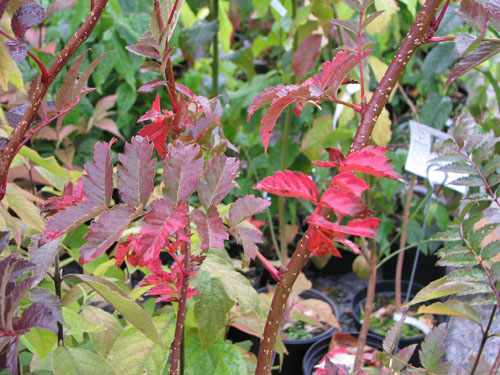 Sorbus 'Pearly King' Sorbus 'Pearly King'