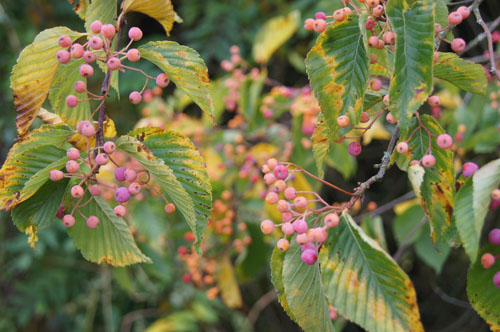 Sorbus alnifolia