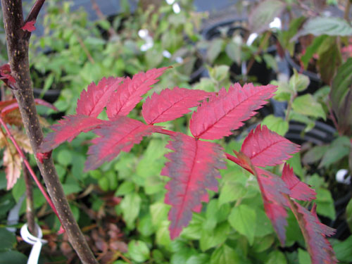 Sorbus americana