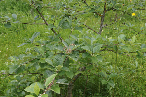 Sorbus bakonyensis