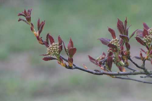 Sorbus caloneura Sorbus caloneura