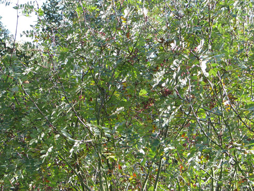 Sorbus carmesina