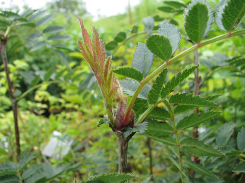 Sorbus cashmiriana