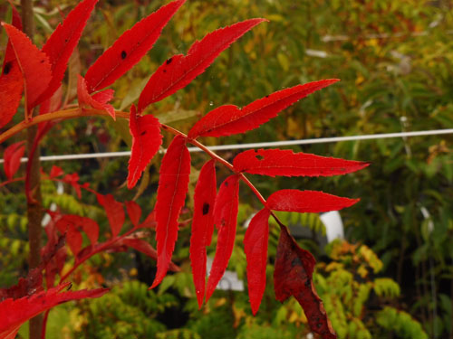 Sorbus commixta 'Dodong' Sorbus commixta 'Dodong'