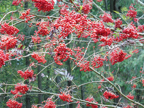 Sorbus commixta Sorbus commixta