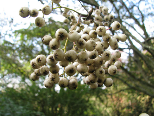 Sorbus discolor Sorbus discolor