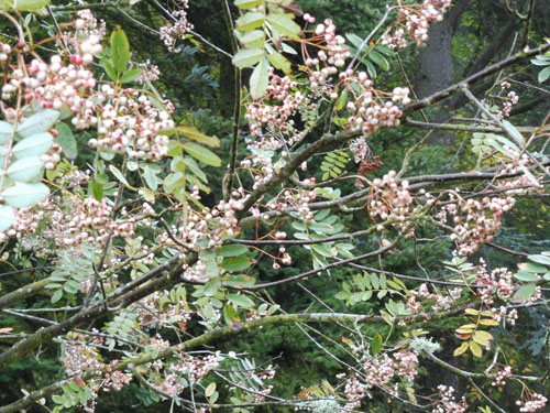 Sorbus ellipsoidalis