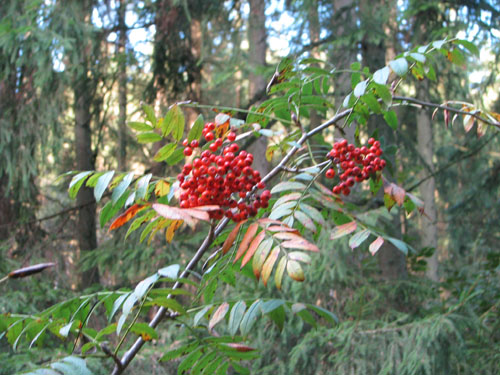 Sorbus esserteauiana