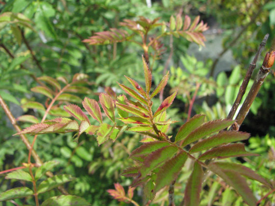 Sorbus ferruginea