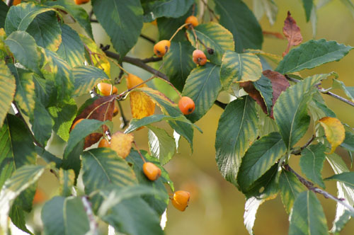 Sorbus folgneri 'Emiel' Sorbus folgneri 'Emiel'
