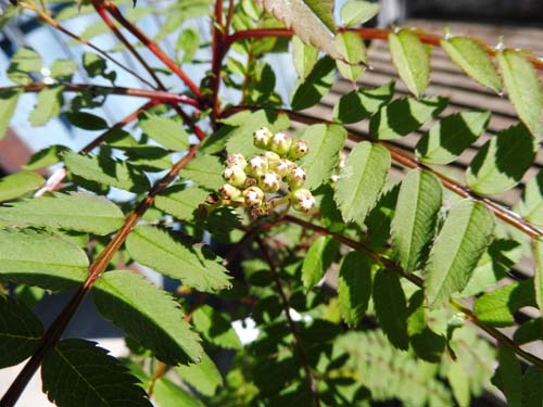 Sorbus frutescens