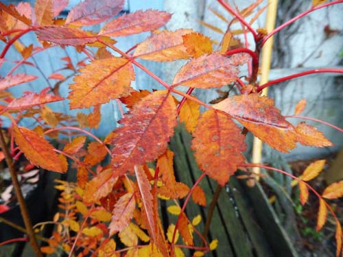 Sorbus hupehensis
