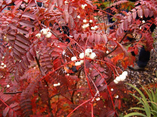 Sorbus koehneana Sorbus koehneana