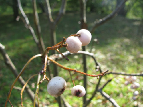 Sorbus lingshiensis