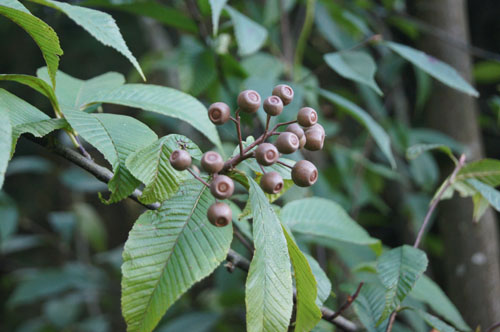 Sorbus meliosmifolia