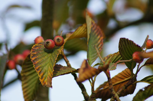Sorbus needhami