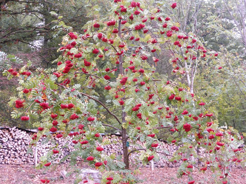 Sorbus pohuashanensis