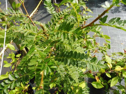 Sorbus prattii
