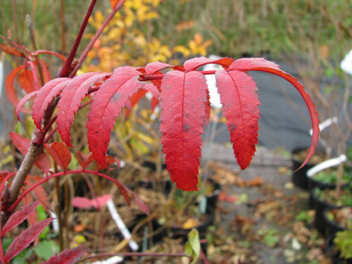 Sorbus randaiensis