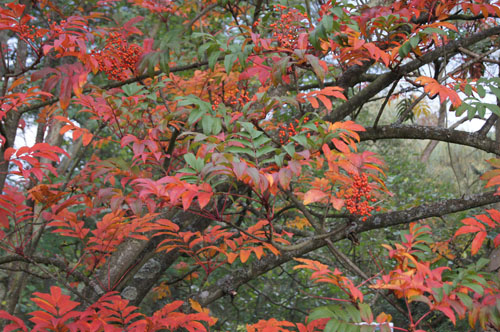 Sorbus sargentiana