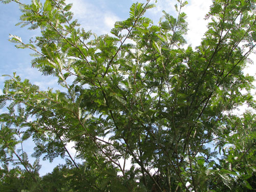 Sorbus scalaris Sorbus scalaris