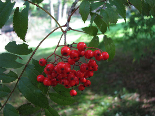 Sorbus serotina