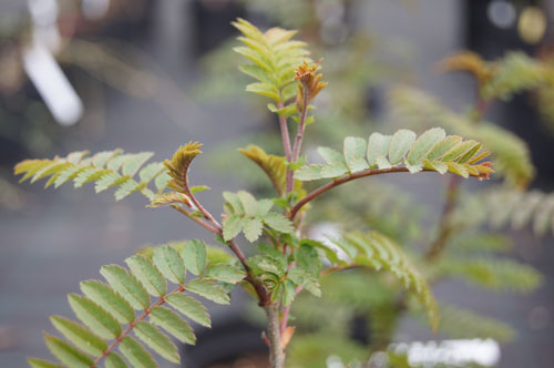 Sorbus setschwanensis