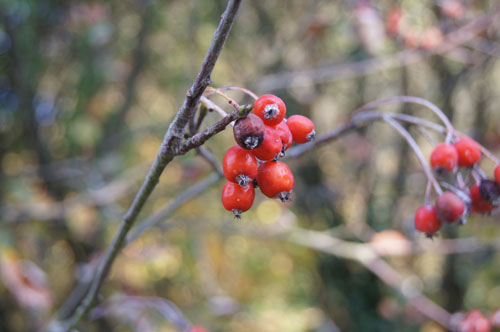Sorbus stankovii Sorbus stankovii
