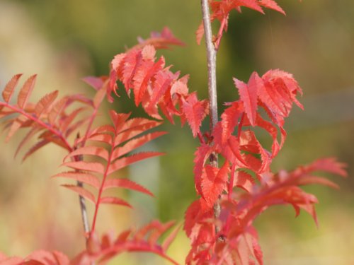 Sorbus wilfordii Sorbus wilfordii