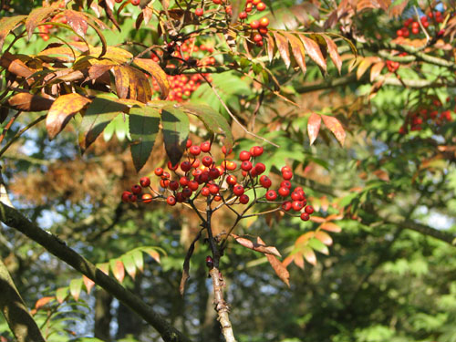 Sorbus wilsoniana Sorbus wilsoniana
