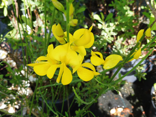 Spartium junceum
