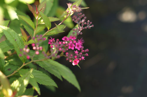 Spiraea japonica 'Shirobana' Spiraea japonica 'Shirobana'