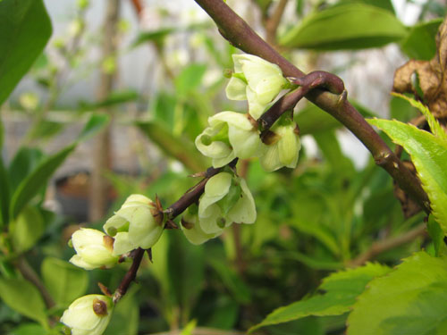 Stachyurus chinensis 'Joy Forever'