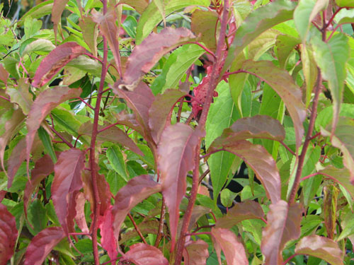 Stachyurus chinensis Stachyurus chinensis