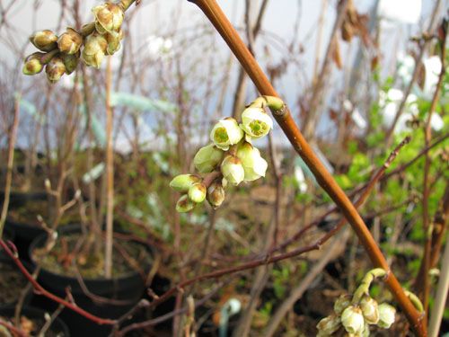 Stachyurus praecox Stachyurus praecox