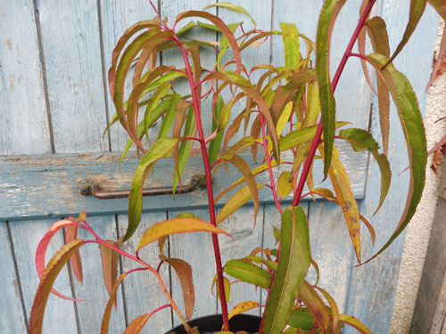 Stachyurus salicifolius