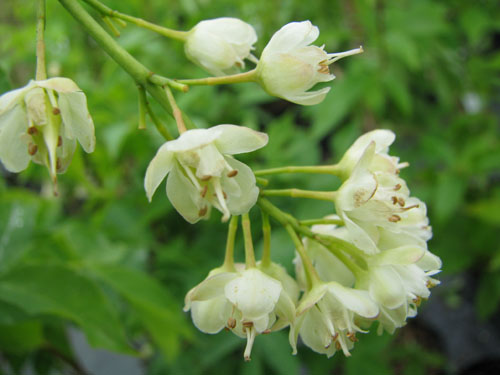 Staphylea holocarpa 'Innocence' Staphylea holocarpa 'Innocence'
