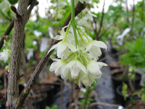 Staphylea pinnata Staphylea pinnata