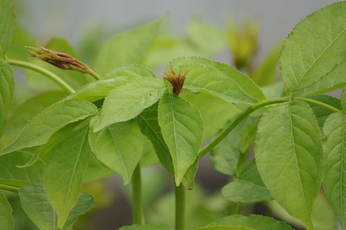 Staphylea x elegans