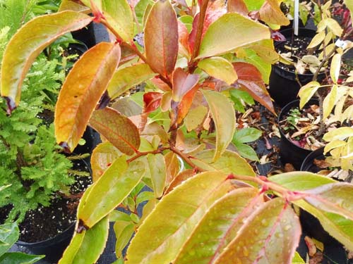 Stewartia gemmata