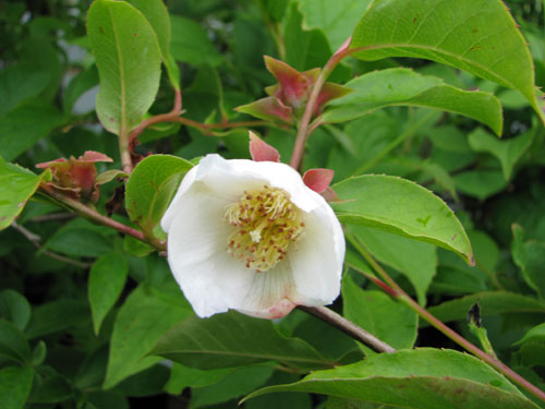 Stewartia pseudocamellia