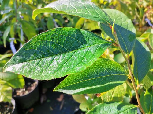 Stewartia rostrata