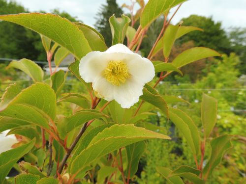 Stewartia sinensis