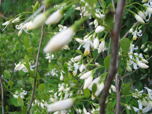 Styrax americanum