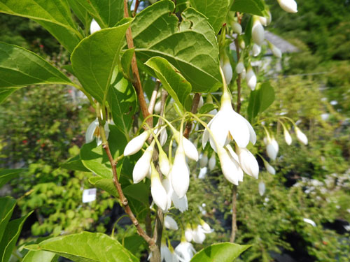 Styrax japonicum 'Fragrant Fountain'