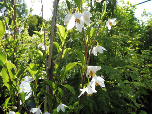 Styrax japonicum 'June Snow' Styrax japonicum 'June Snow'