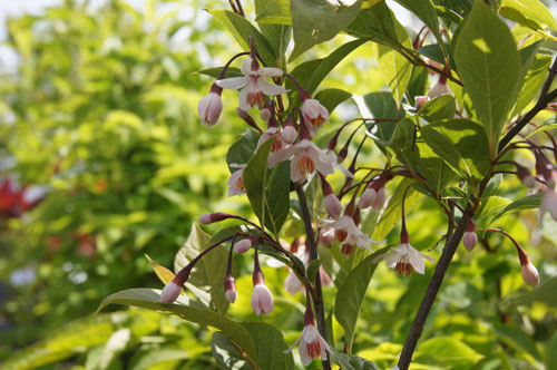 Styrax japonicum 'Pink Chimes' Styrax japonicum 'Pink Chimes'