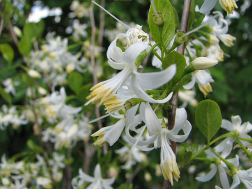 Styrax japonicum