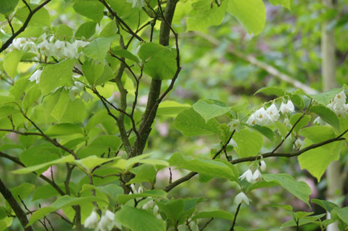 Styrax obassia