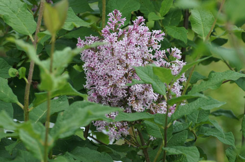Syringa josikaea Syringa josikaea